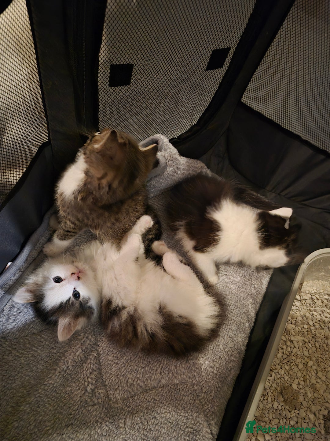 Mixed Breed cats for sale: XxX Gorgeous calico mixedbreed kittens 2 left ♥️  - Advert 26