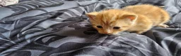 Mixed Breed cats for sale: Ginger boy - Advert 6