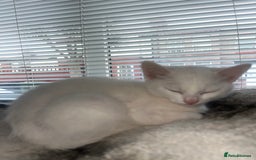 Mixed Breed cats for sale: 3 kittens ready for loving home - Image 5