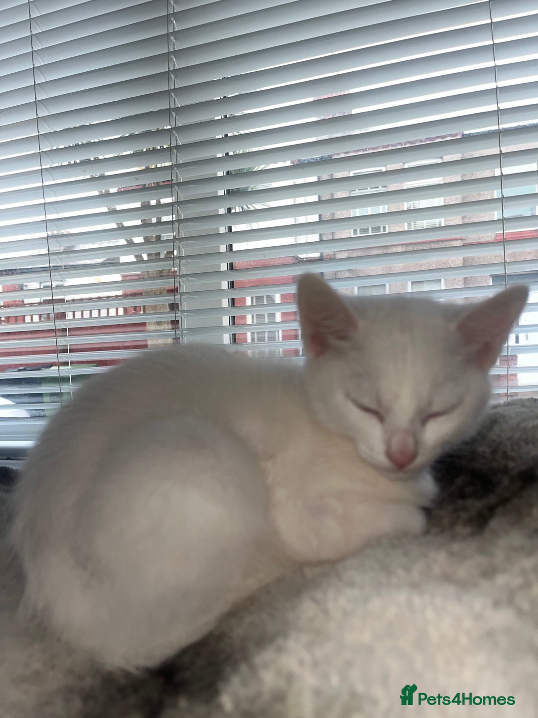 Mixed Breed cats for sale: 3 kittens ready for loving home - Image 5