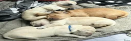 Golden Retriever dogs for sale: 5 Beautiful Golden Retriever's  - Advert 9