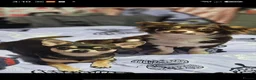 Chihuahua dogs for stud: Chocolate tri Long haired chihuahua  - Advert 4