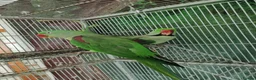 Parrots birds for sale: Pair Alexandrine Parakeets + Tall Wheeled Cage in Cannock - Advert 9