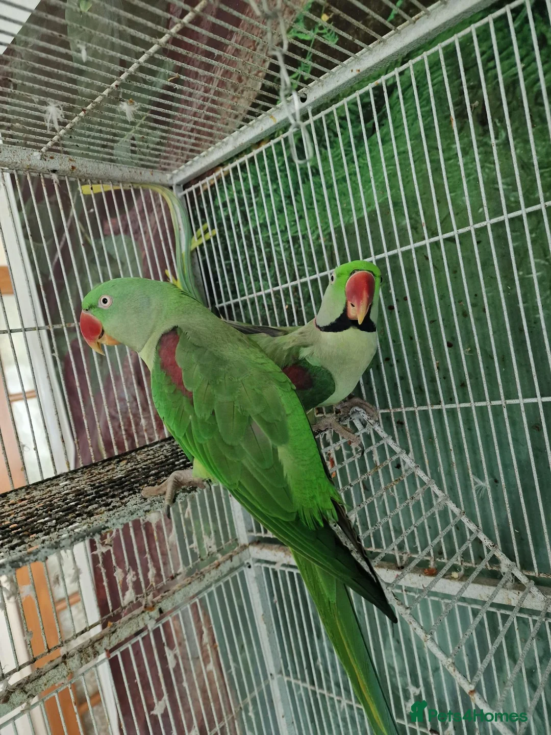 Parrots birds for sale: Pair Alexandrine Parakeets + Tall Wheeled Cage in Cannock - Advert 9