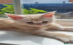 Maine Coon cats for sale: 2 Stunning Cream Pedigree Mainecoons Available  - Image 19