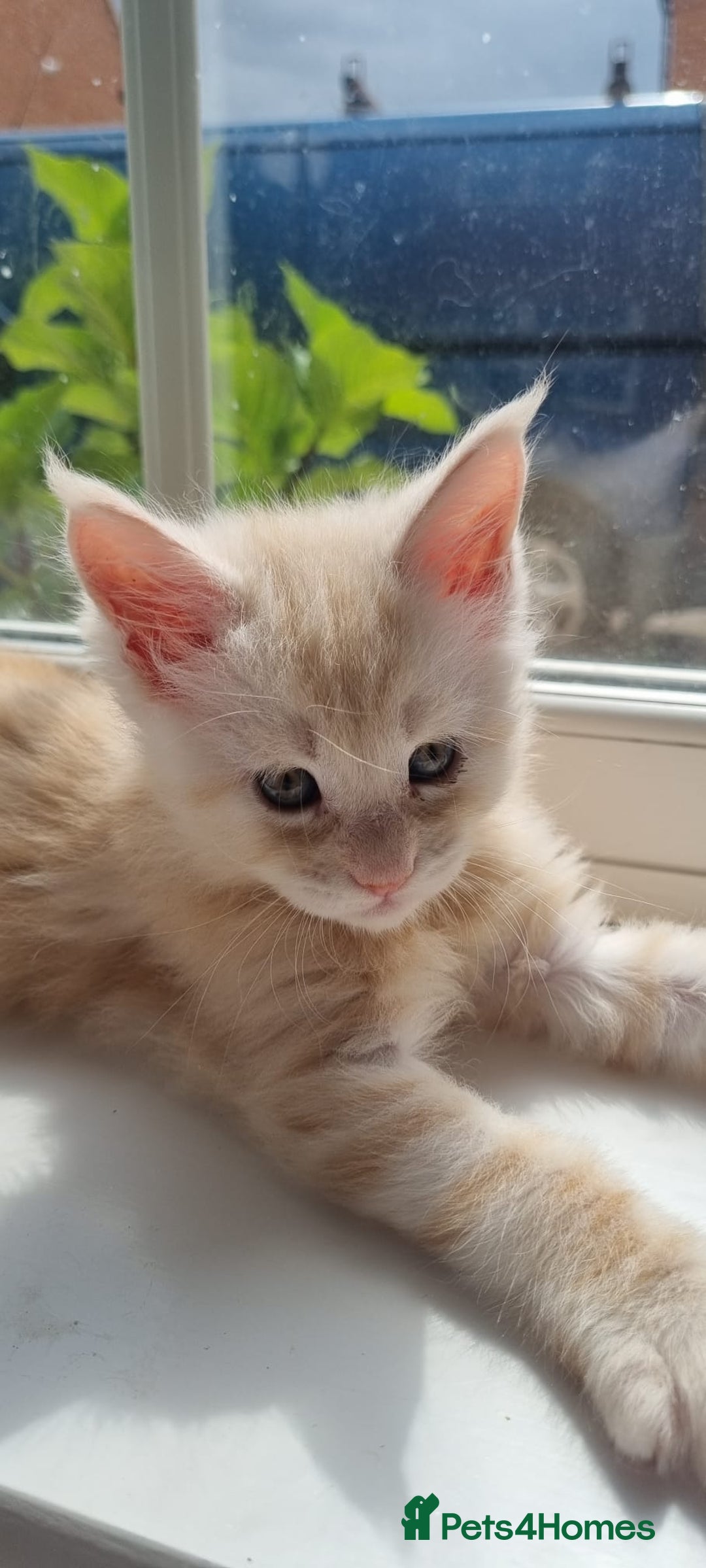 Maine Coon cats for sale: 2 Stunning Cream Pedigree Mainecoons Available  - Image 19