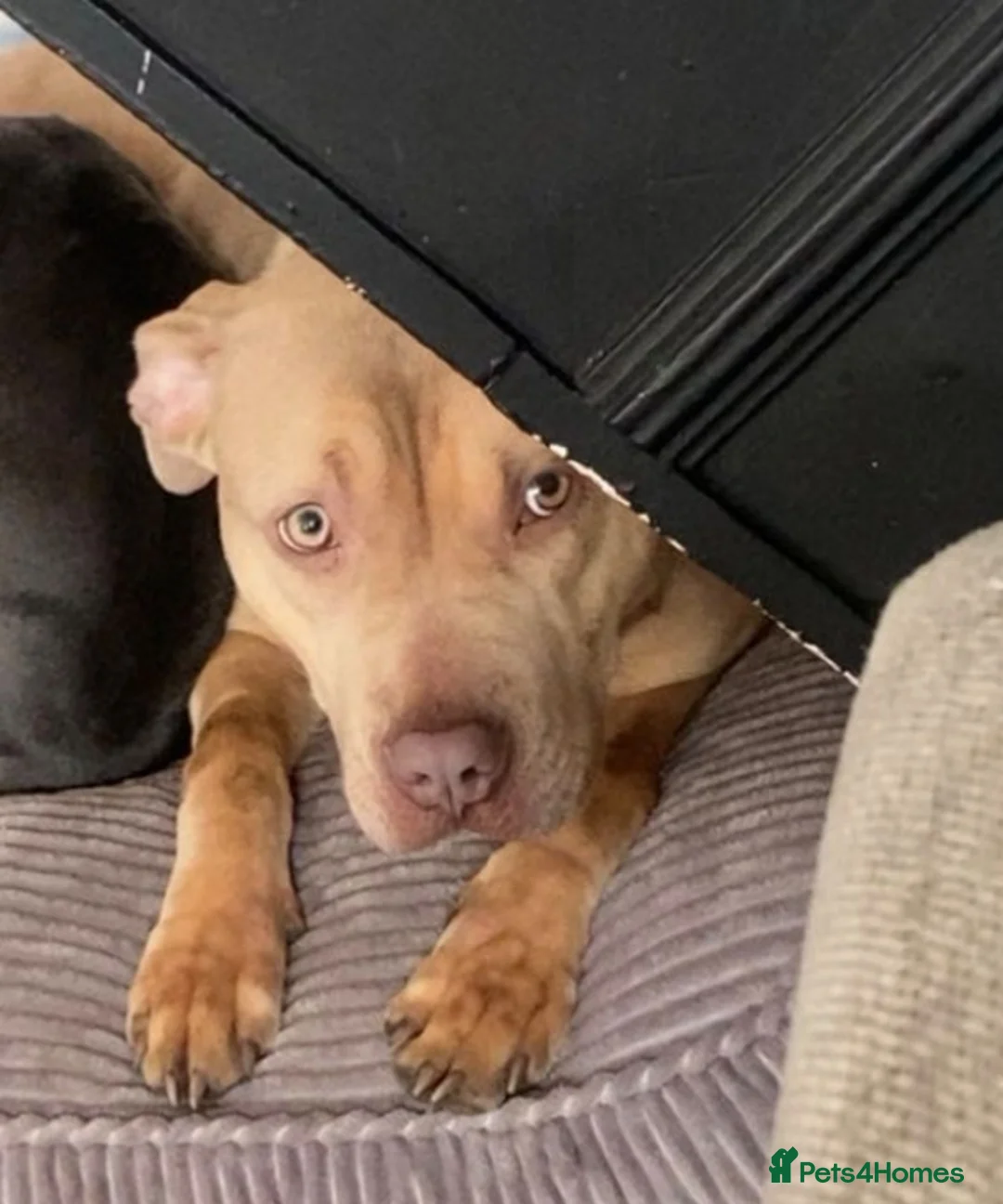 Mixed Breed dogs for sale: Candy 🍭 bullmastiff cross American bulldog cross  - Advert 2