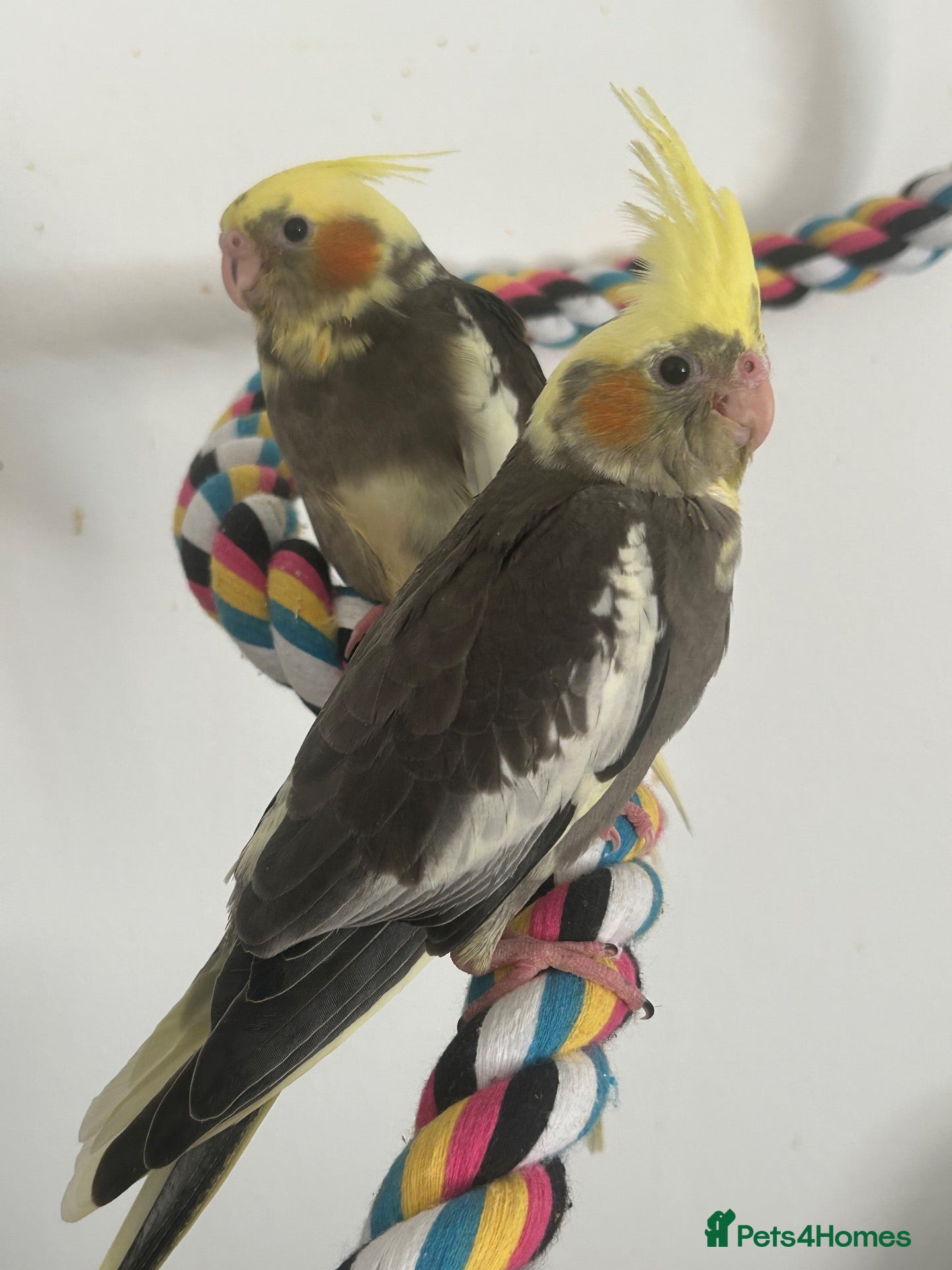 Cockatiels birds Hand-Reared Cockatiel Sibling Pair - Advert 3