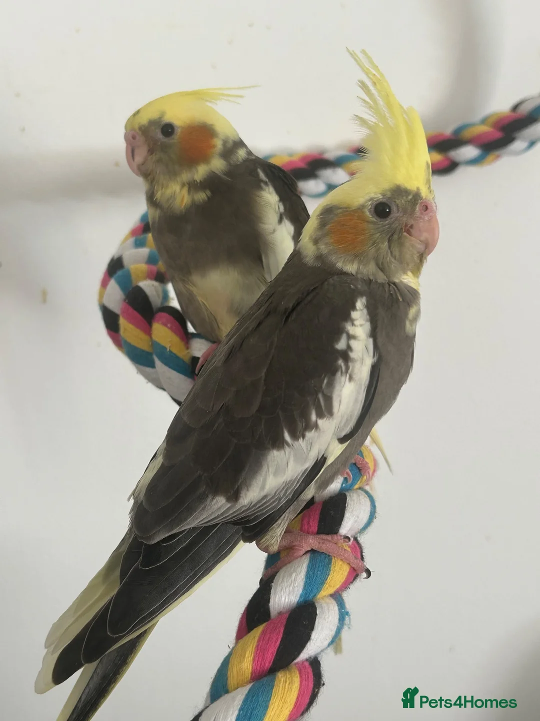 Cockatiels birds for sale: Hand-Reared Cockatiel Sibling Pair in Princes Risborough - Advert 1