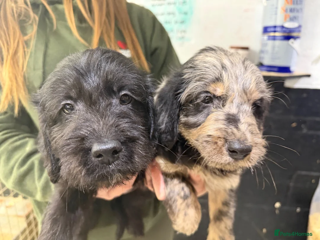 Labradoodle dogs for sale: Labradoodles - Advert 5