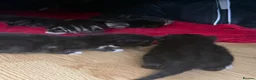 Mixed Breed cats for sale: mixed babies - Advert 9