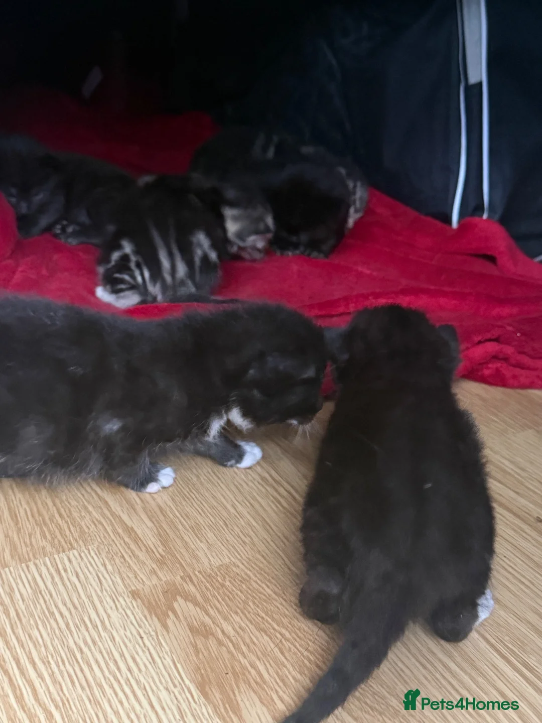 Mixed Breed cats for sale: mixed babies - Advert 9