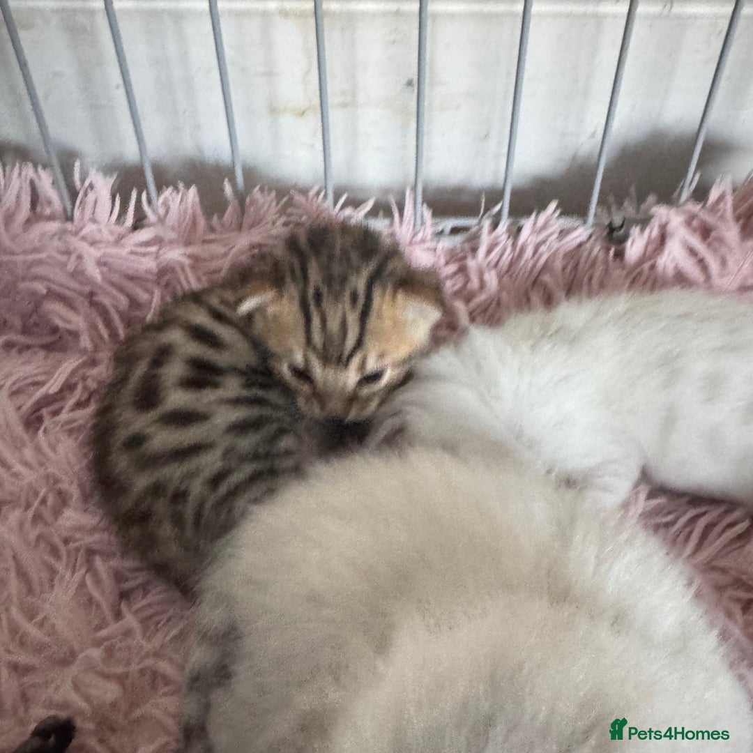 Bengal cats for sale: Beautiful Bengal Kittens - only GIRL available  - Advert 22