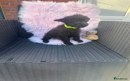 Mixed Breed dogs for sale: Shipoo puppies Shiba x poodle available  - Image 8