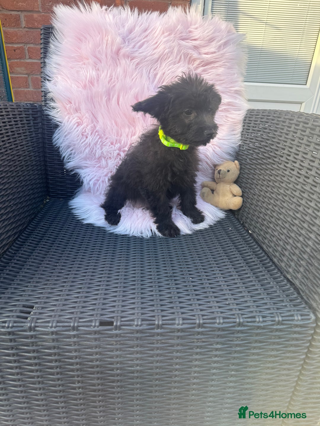 Mixed Breed dogs for sale: Shipoo puppies Shiba x poodle available  - Image 8