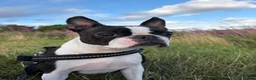 Boston Terrier dogs for sale: Boston Terrier - Female - 4 Year Old - Advert 2