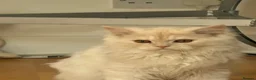 Persian cats for sale: 2 Persian kittens for Sale  - Advert 3