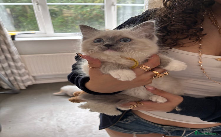 Ragdoll cats - Advert 15