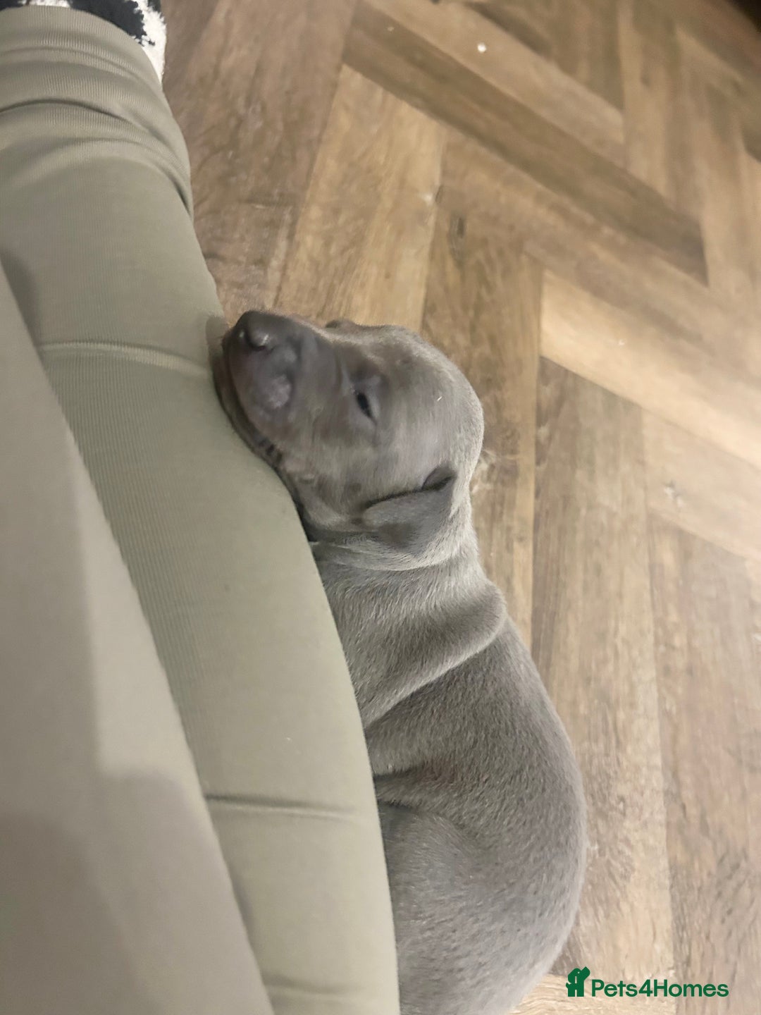 Italian Greyhound dogs for sale: 🐾Exceptional litter of KC Italian Greyhounds 🐾 - Advert 25