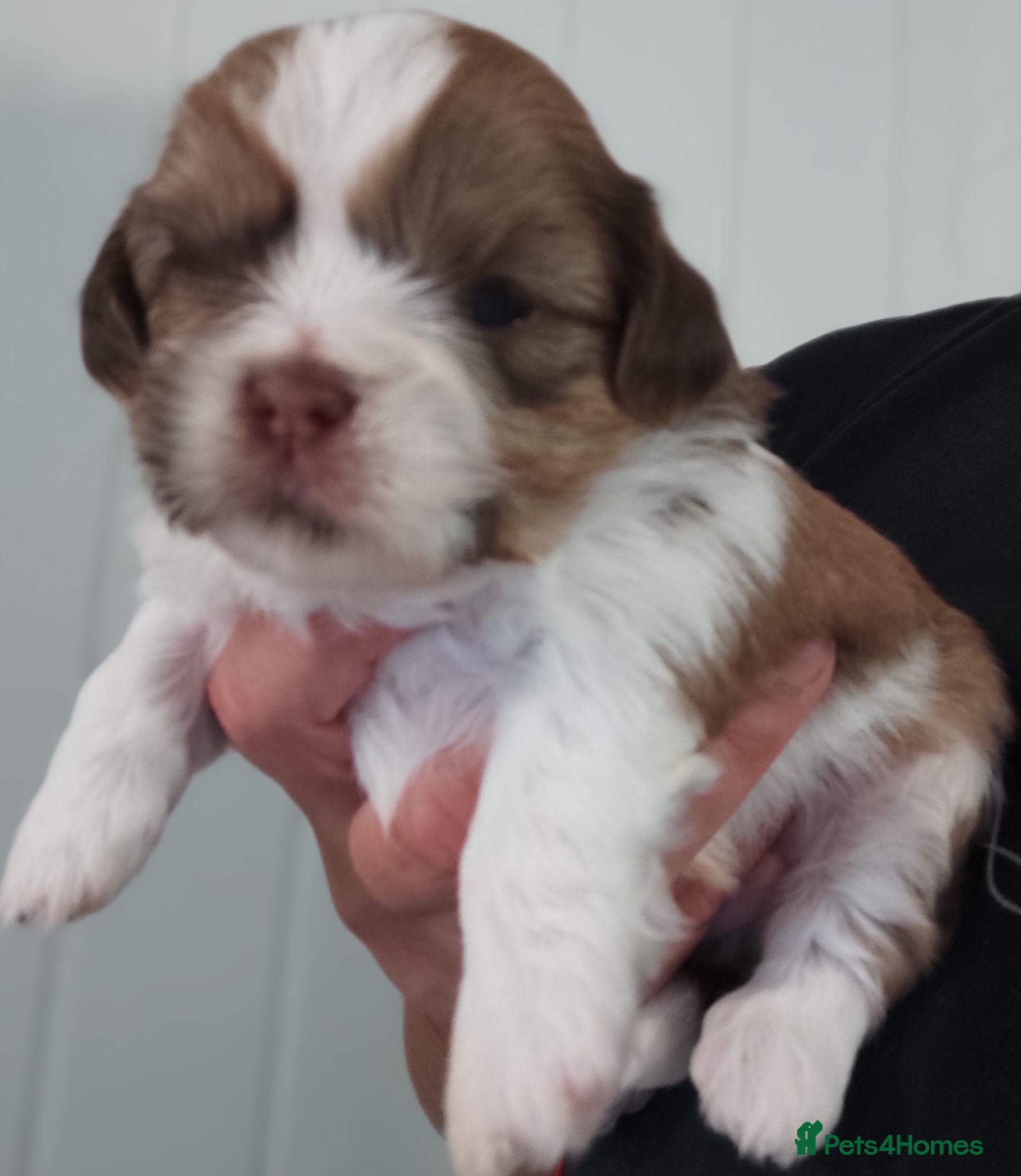 Shih Tzu dogs ⭐Beautiful Shih Tzu Puppies rare colour⭐ - Advert 12