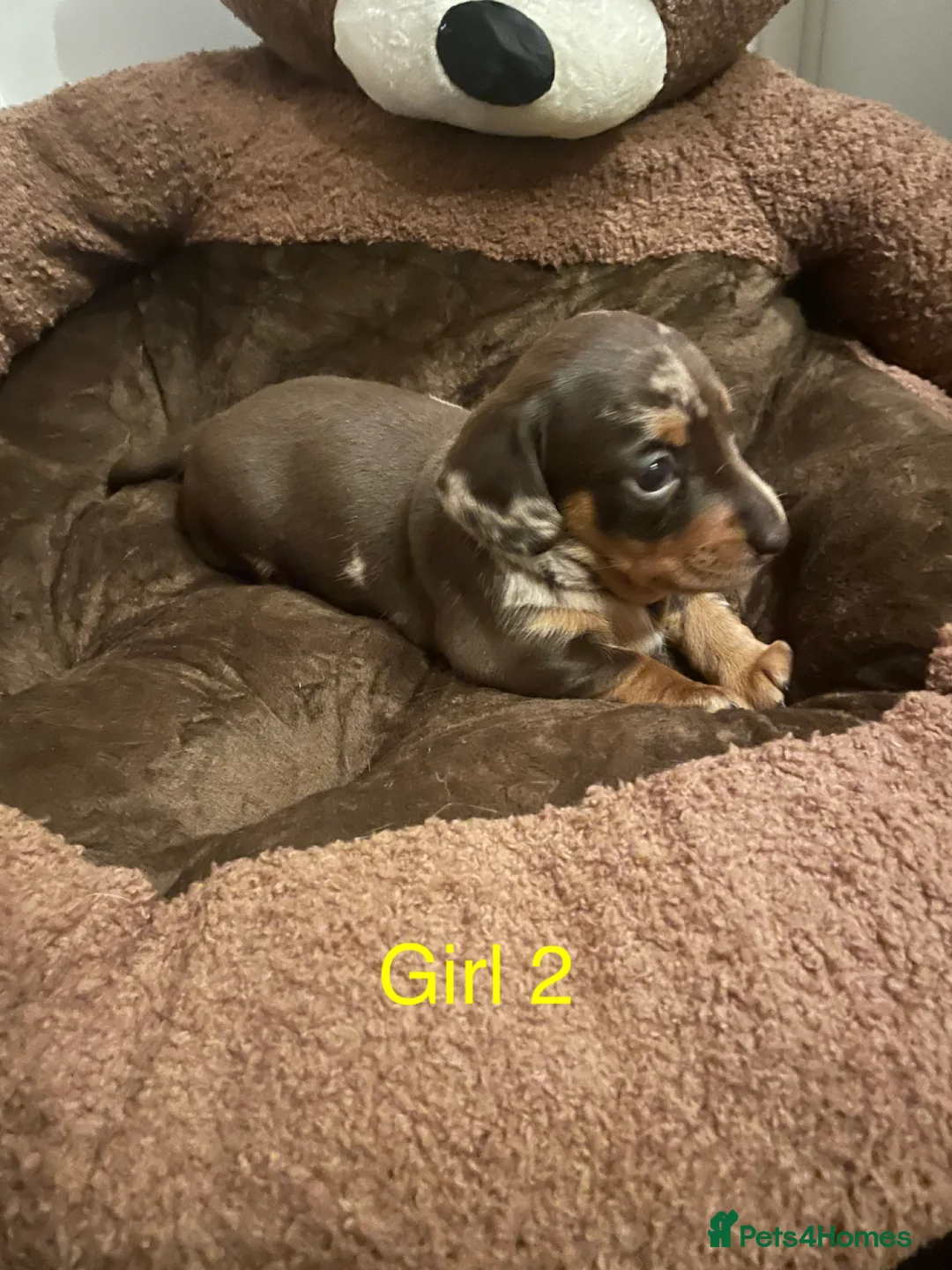 Miniature Dachshund dogs for sale: Miniature dapple piebald puppies - Advert 21
