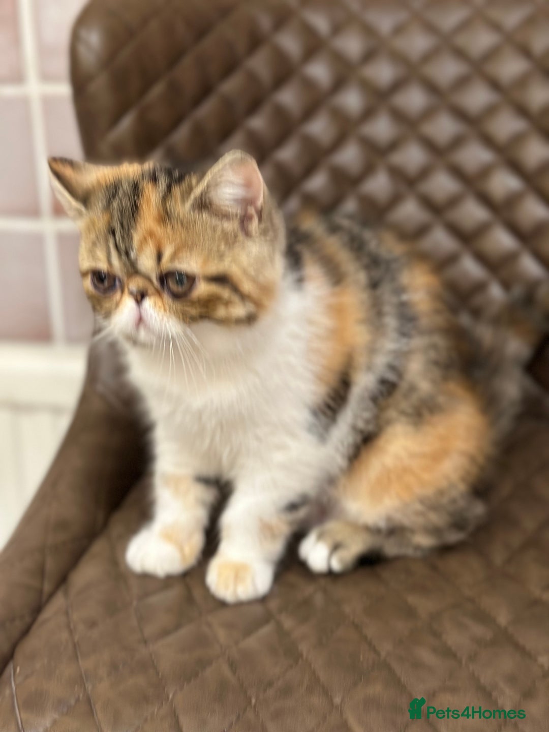 Exotic cats for sale: Beautiful exotic shorthair  - Image 4
