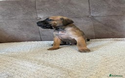 Cane Corso dogs for sale: Gorgeous cane corso - Image 9