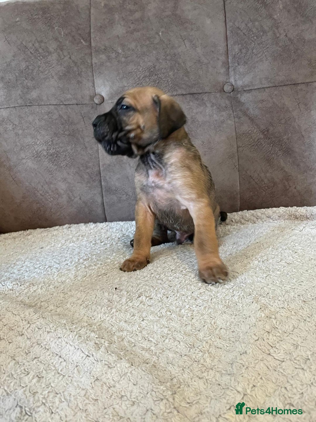 Cane Corso dogs for sale: Gorgeous cane corso - Image 9