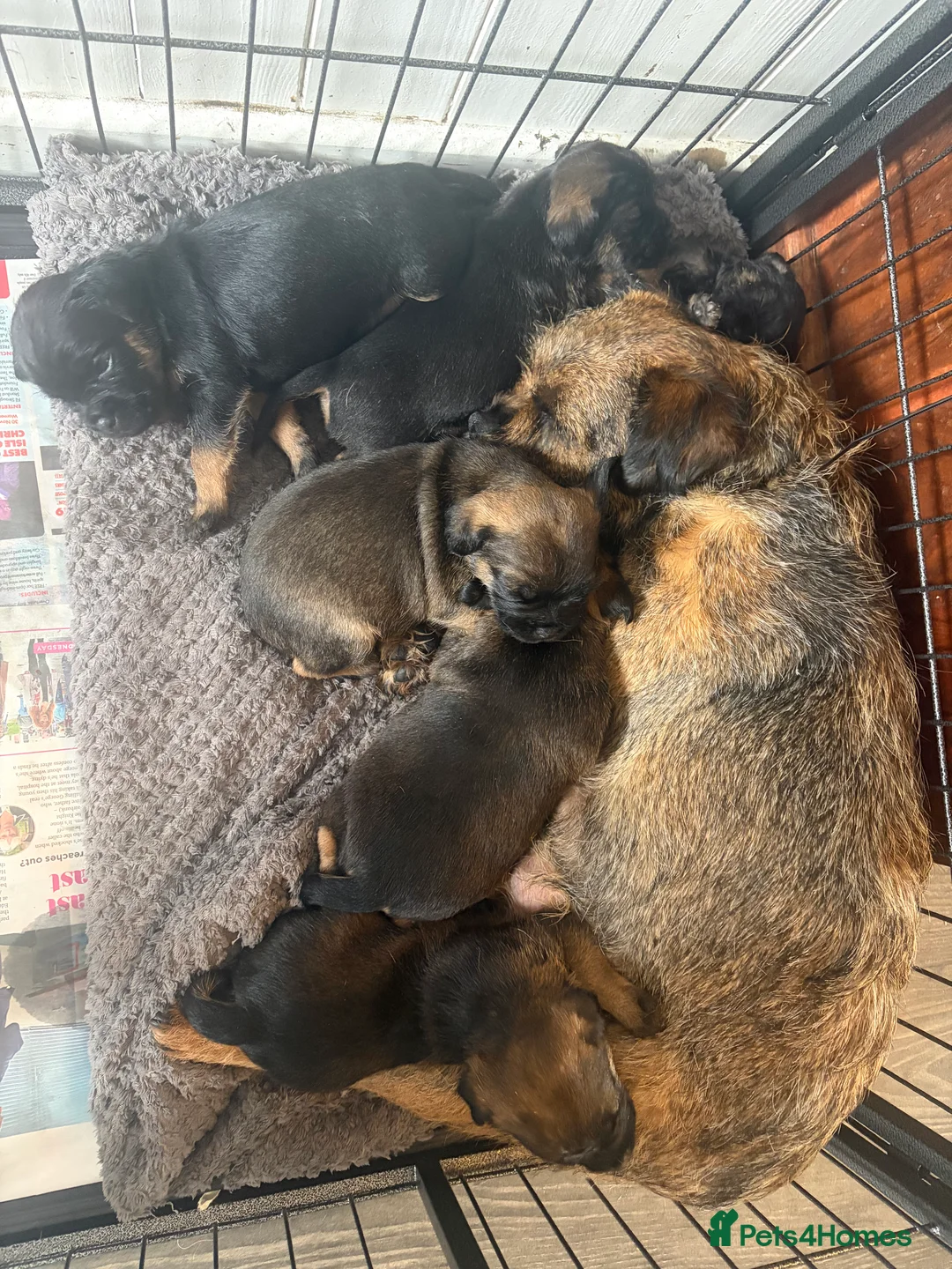 Border Terrier dogs for sale: KC Blue and Tan Border Terrier Bitch - Advert 2