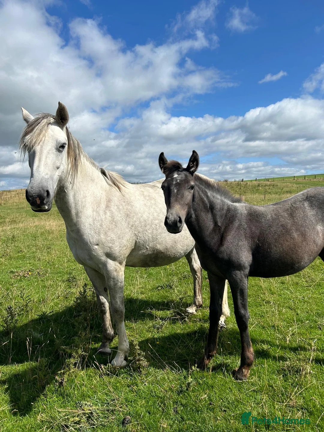 Irish Sports horses for sale: 2 Year Old Hunter Type Filly’s  - Advert 12