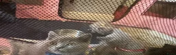 British Shorthair cats for sale: British Shorthair kittens  - Advert 9
