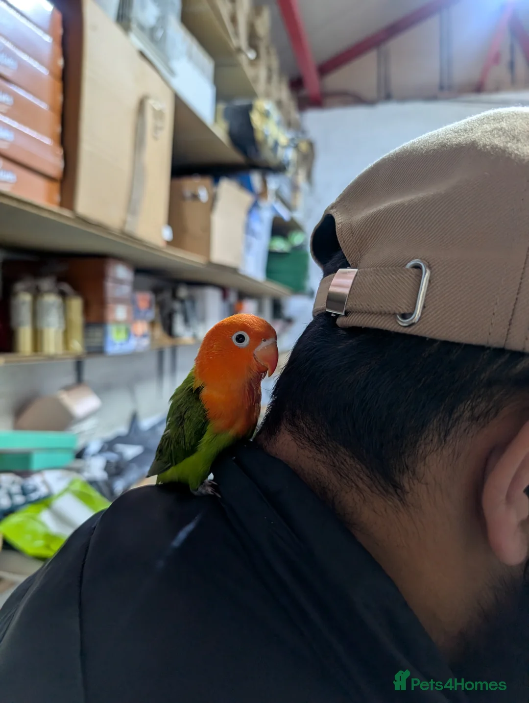 Lovebirds birds for sale: Hand Reared New Born Love Birds - Advert 6