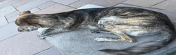 Mixed Breed dogs for sale: Lovely sweet Sam for adoption in Worthing - Advert 10