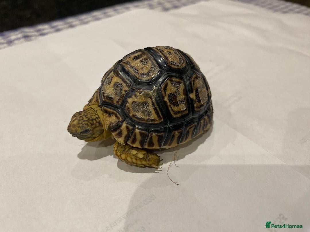 Tortoise reptiles for sale: Leopard tortoises  in Weston-super-Mare - Image 6