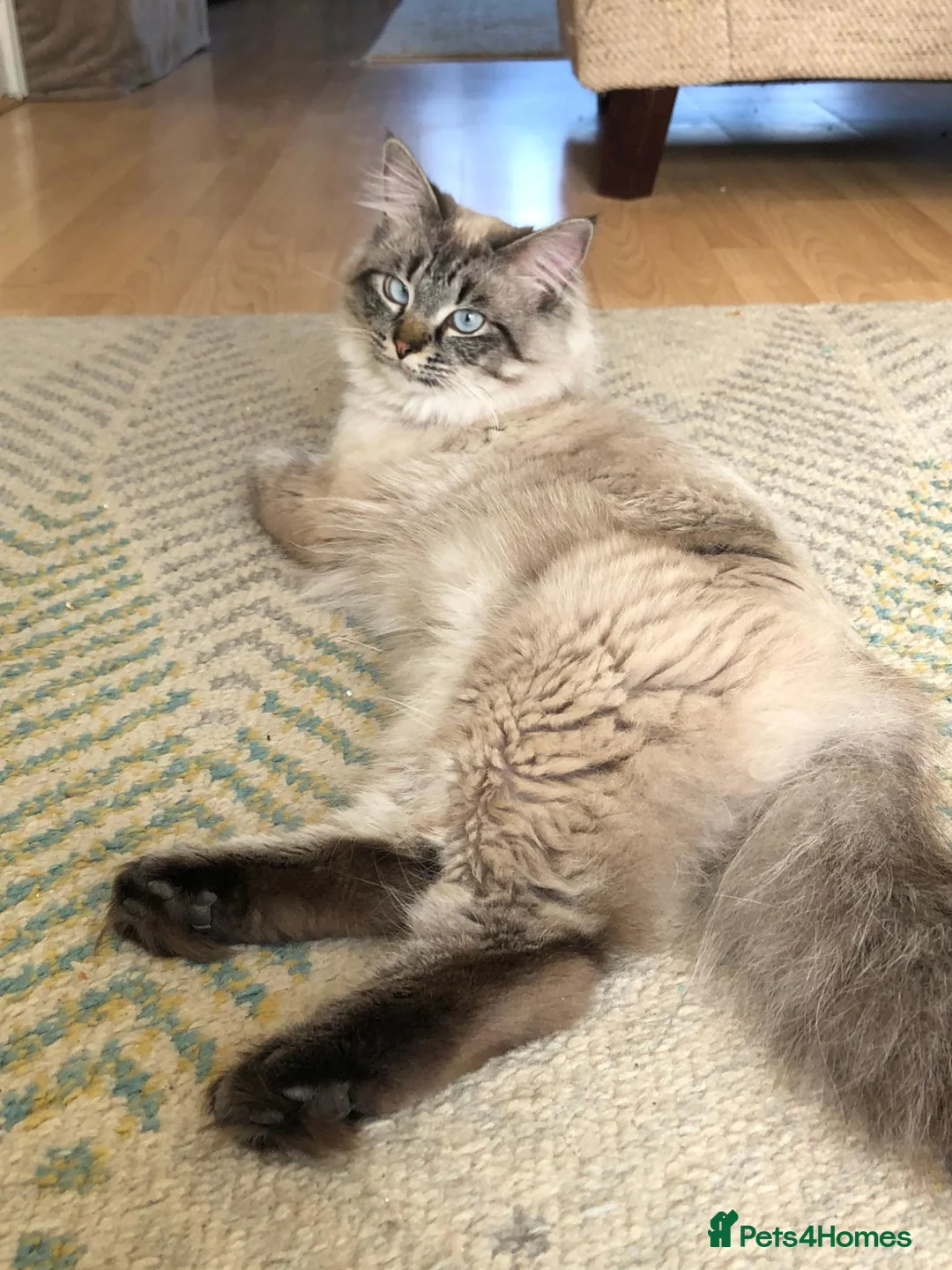 Siberian cats for sale: Seal-Point Siberian Male - Advert 2