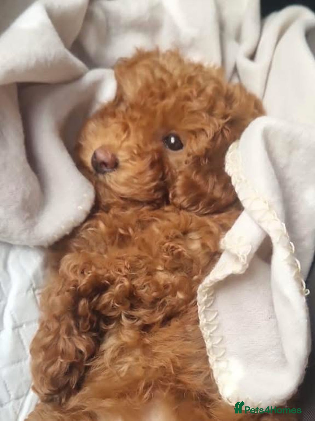 Toy Poodle dogs for sale: Teddi female 6’m old tiny Kc toy poodle  in Chichester - Image 22