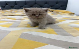 British Shorthair cats for sale: British short hair  - Image 10