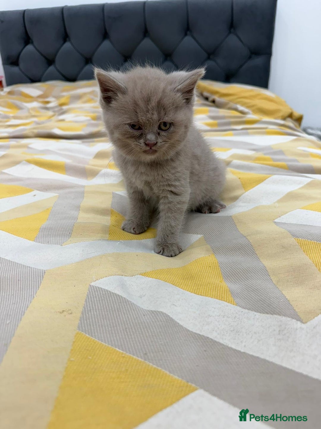 British Shorthair cats for sale: British short hair  - Image 10