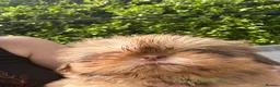 Shih Tzu dogs for sale: Beautiful Shih Tzu Puppies, lovely Temperaments in Port Talbot - Advert 5