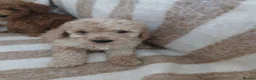 Toy Poodle dogs for sale: Toy poodle puppys - Advert 9