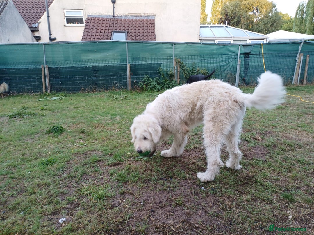 Mixed Breed dogs for adoption: Meet JOJO - a superb big girl, for a Loving Home - Image 10