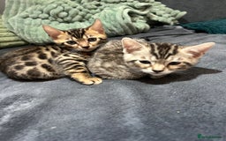 Bengal cats for sale: 🐾 Kittens Looking for a Loving Home! 🐾 - Image 12