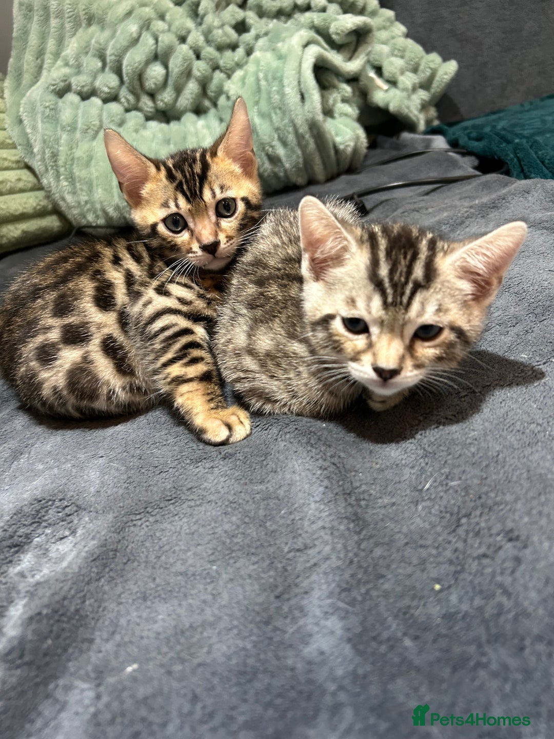 Bengal cats for sale: 🐾 Kittens Looking for a Loving Home! 🐾 - Image 12
