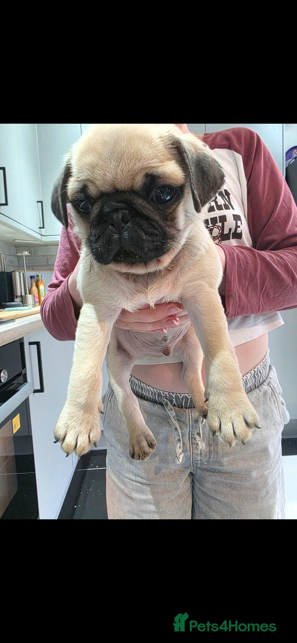 Pug dogs Little guy looking for his new forever home - Advert 2