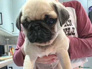 Pug dogs Little guy looking for his new forever home - Advert 2