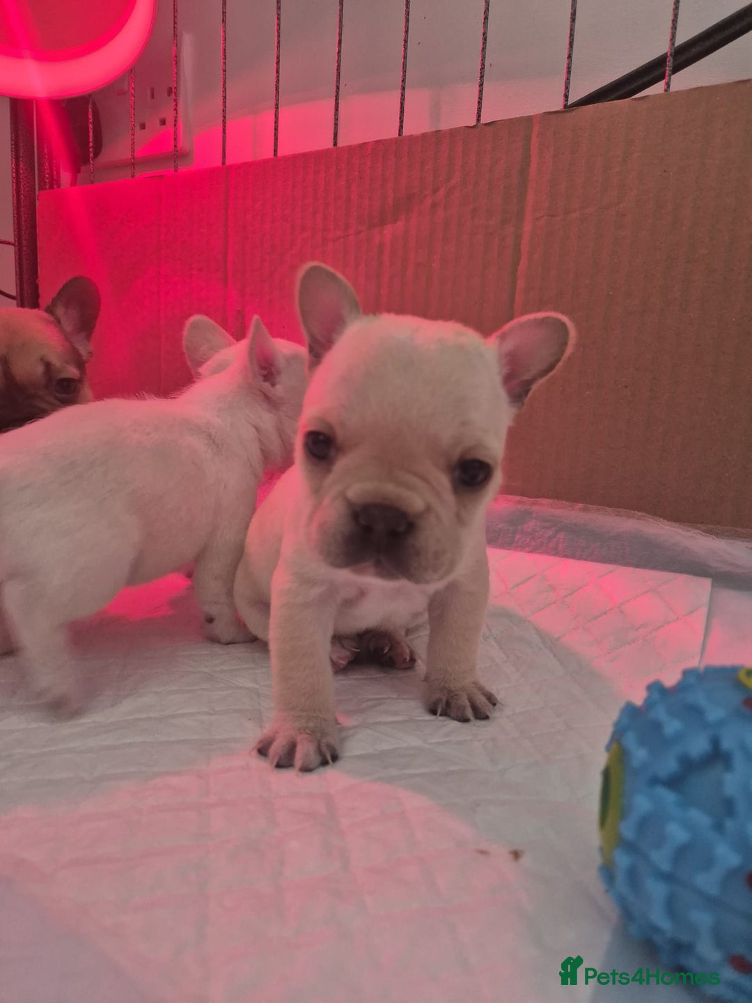 French Bulldog dogs for sale: Stunning French bulldog puppies 5 boys 2 girls  - Image 5