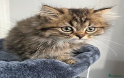 Turkish Angora cats for sale: Stunning Turkish Angora x Persian kittens  - Image 8