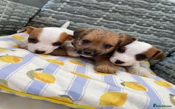 Jack Russell dogs for sale: Miniature Jack Russell puppies - Image 11