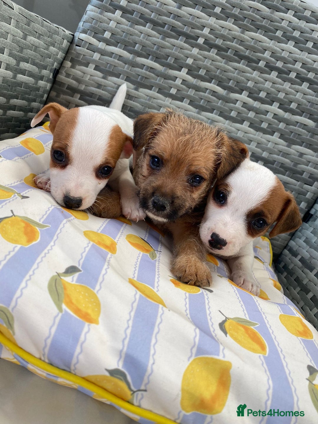 Jack Russell dogs for sale: Miniature Jack Russell puppies - Image 11
