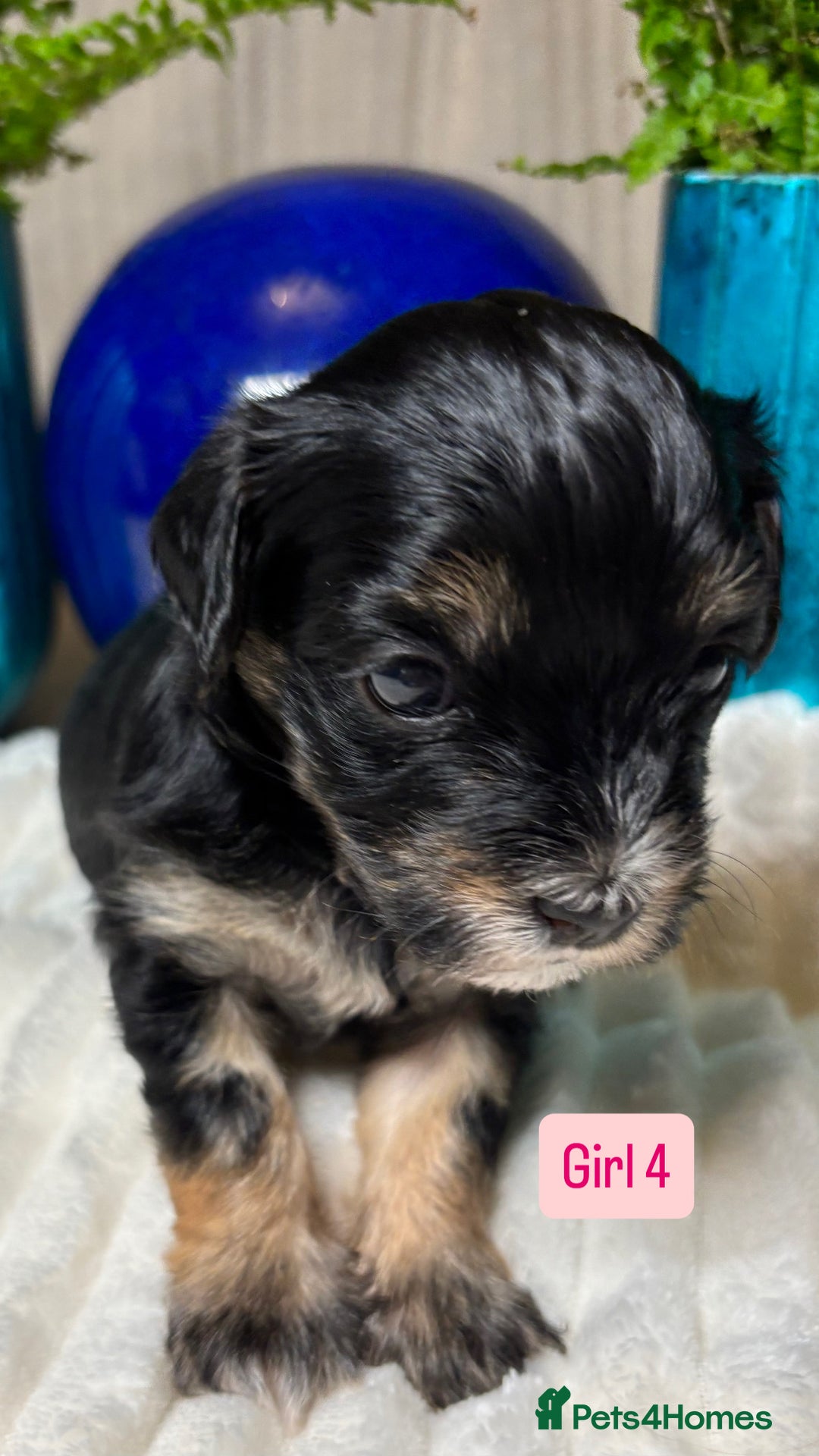 Havanese dogs for sale: 9 Beautiful Havanese Pedigree Puppies  - Advert 37